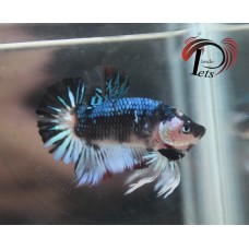PMAY 2551